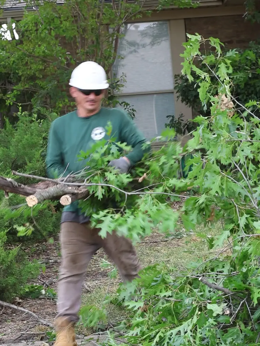 Ram Tree Service crew member hauling cut brush while clearing overgrowth in Grand Prairie TX