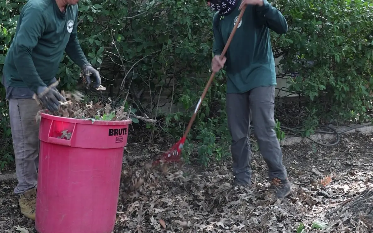 Ram Tree Service crew raking and bagging yard debris after clearing a DFW lot