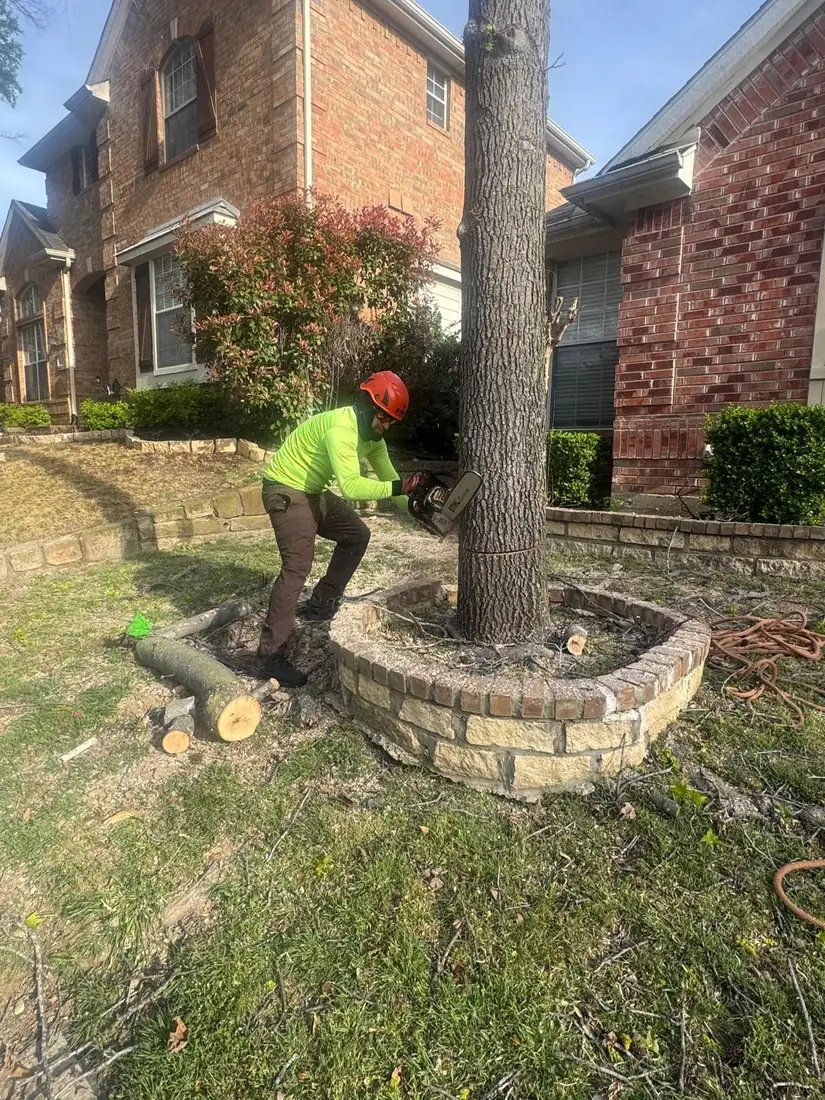 Ram Tree Service crew performing a controlled tree removal at a Grand Prairie TX home