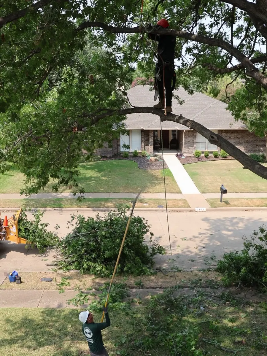 Ram Tree Service arborist roped in and lowering a cut limb during a controlled tree removal in Grand Prairie TX
