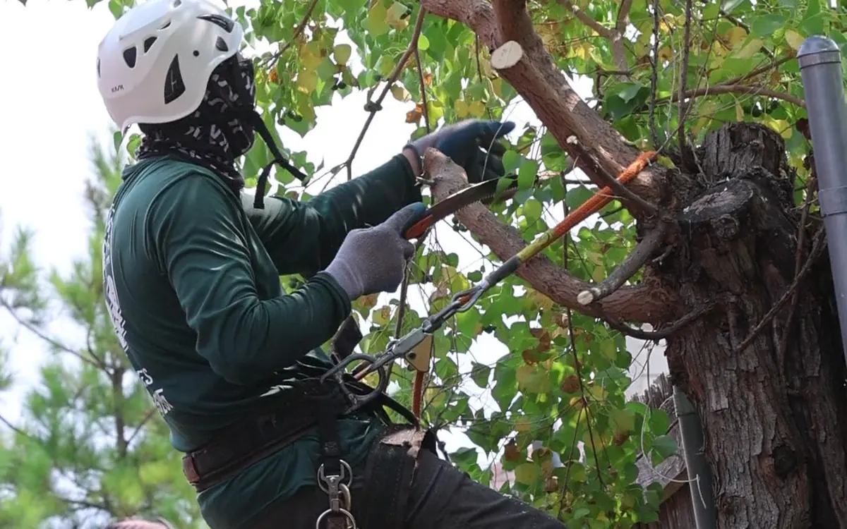 Ram Tree Service arborist making a chainsaw cut on an overgrown limb in Grand Prairie TX