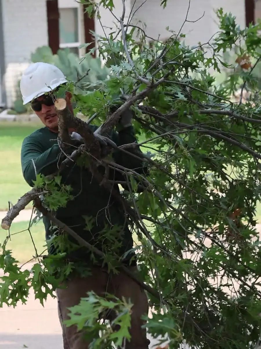 Ram Tree Service climber working inside the canopy during a structural tree trim in DFW